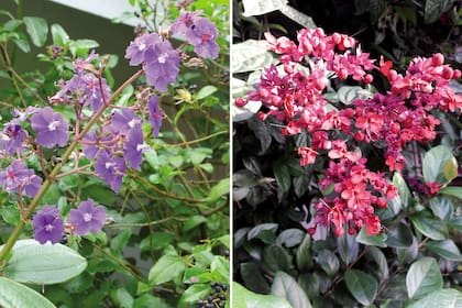 Izquierda: Tibouchina urvilleana. En algunos países se la conoce como "nazareno". Derecha: Clerodendrum thomsoniae ‘Delectum’. Tiene racimos muy grandes de flores con cálices de rosados a violáceos y pétalos de un rojo profundo. 