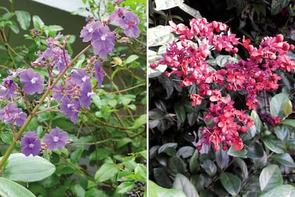 Izquierda: Tibouchina urvilleana. En algunos países se la conoce como "nazareno". Derecha: Clerodendrum thomsoniae ‘Delectum’. Tiene racimos muy grandes de flores con cálices de rosados a violáceos y pétalos de un rojo profundo.