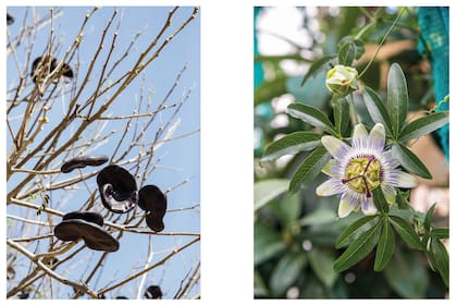 Izquierda: Timbó. Árbol de hasta 25 m de altura. De copa aparasolada y fruto arriñonado. Perfecto para parques amplios. Derecha: Pasionaria.  Planta trepadora que presenta zarcillos con los cuales sube a otras plantas en búsqueda de luz. Tiene flores solitarias y frutos anaranjados, con numerosas semillas. Sirve para cubrir muros, pérgolas y alambrados. Atrae diversidad de aves nativas, chinches y mariposas.