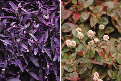 Izquierda: Tradescantia pallida `Purpúrea´. Derecha: Persicaria capitata.