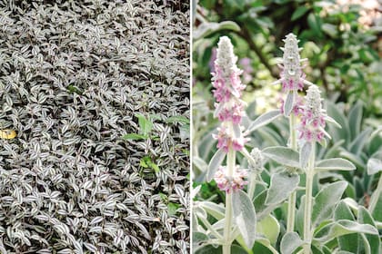 Izquierda: Tradescantia zebrina. Derecha: Stachys byzantina.