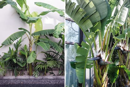 Izquierda: un bananero que cultivado en Buenos Aires a veces florece y hasta fructifica, pero difícilmente llegan a madurar las bananas.  Derecha: Ave del paraíso, la favorita para decorar interiores