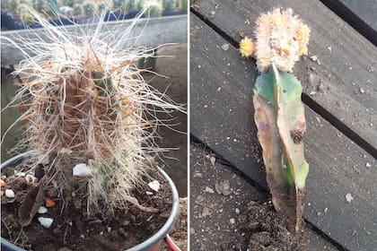 Izquierda: un cactus afectado por cochinilla. Derecha: resultado del ataque de un hongo patógeno sobre la planta
