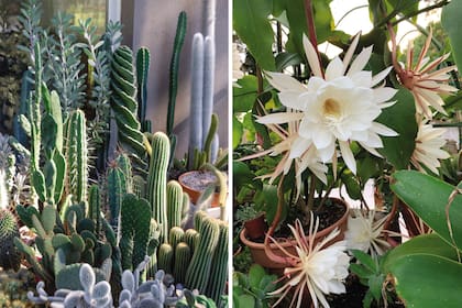 Izquierda: Una de las maravillas de la terraza: espectacular agrupación de cactus columnares, como Epostoa, Cereus, Stenocereus, Trichocereus. Derecha: Un generoso Epiphyllum oxypetalum con múltiples flores.