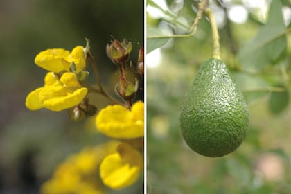 Izquierda: Una de las tantas especies nativas de Calceolaria que se distribuyen de norte a sur del país. Derecha: El palto (Persea americana) es originario de Méjico y América Central.