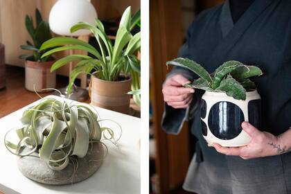 Izquierda: Una exótica Tillandsia xerographica. Derecha: Sansevieria fischeri en la maceta Mancha de Planta.