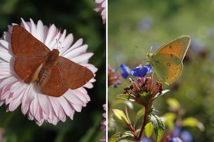 Izquierda: Una mariposa “acróbata rojiza” (Emesis russula) se posa sobre una coqueta. Derecha: Una “isoca de la alfalfa” (Colias lesbias) macho liba las flores de Ceratostigma plumbaginoides que aparecen entre el fin del verano y el otoño.