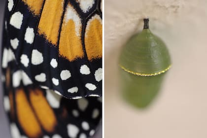 Izquierda: Una mariposa monarca recién nacida nos permite acercarnos y ver la perfección de sus alas cubiertas por hileras de escamas de quitina que actúan como termorreguladores. Derecha: Una pupa de mariposa monarca, verde con una línea de suntuoso dorado.