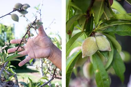 Izquierda: Una rama con mucha fruta que deberá ser raleada. Derecha: Un durazno mellizo.