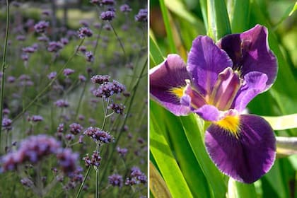 Izquierda: Verbena bonariensis, fácil de cultivar y muy atractiva para las mariposas. Derecha: Iris louisiana, ideal para suelos húmedos