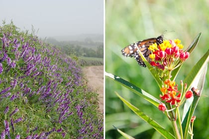 Izquierda: Vicia sativa: herbácea anual de baja altura. Sus hojas tienen zarcillos que ayudan a la planta a trepar. Sus flores son violetas y aparecen en primavera. Derecha: Asclepias curassavica: es un subarbusto que crece hasta 1,20 m de altura, sus hojas son opuestas y sus flores se presentan en inflorescencias terminales, son de color rojo y amarillo. Las mariposas Monarcas se alimentan de sus hojas