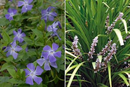Izquierda: Vinca major. Derecha: Liriope muscari.