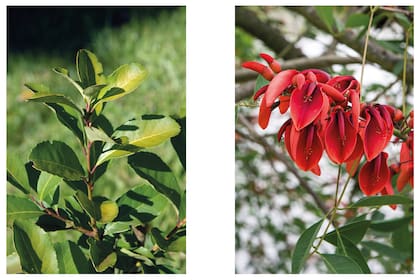 Izquierda: Yerba mate. Árbol de hojas perennes y flores blanquecinas. En su estado silvestre puede alcanzar de 12 a 15 metros de altura. Derecha: Ceibo. Árbol de 5 a 10 m de altura. Se caracteriza por un tronco breve y retorcido con corteza gruesa y rugosa. Sus hojas son caducas. Es reconocido por ser la flor nacional tanto de Argentina como de Uruguay.