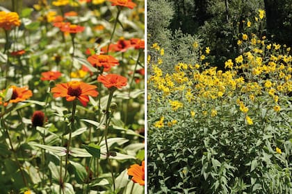 Izquierda: Zinnia elegans (zinia o flor de papel). Derecha: Helianthus tuberosus (topinambur).