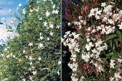 Izquierda: Jazmín del país (Jasminum officinale). Derecha: Jazmín de los poetas (Jasminum polyanthum).