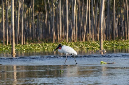 Jabirú: son las aves de mayor porte del bañado La Estrella.