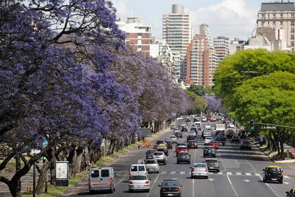 Figueroa Alcorta es una de las cinco avenidas porteñas con más ejemplares