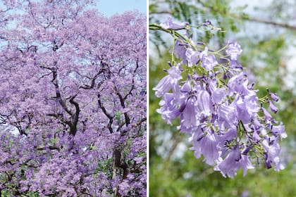 Jacarandá. Es originario de Sudamérica y se caracteriza por tener una copa extendida y globosa