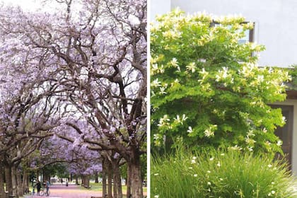 Jacarandá (izquierda) y pezuña de vaca (derecha).