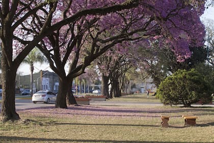 Jacarandás florecidos en la plaza de San Carlos Sud