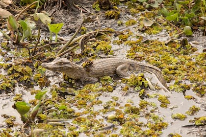 Jacarés en la zona de esteros de Jaaukanigás