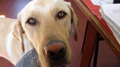 Jack, el perro que le cambió la vida a su dueño