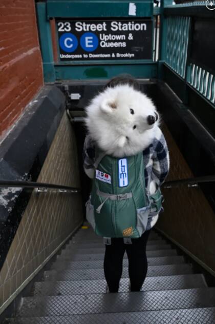 Jackie lleva a Lumi en una mochila de senderismo en el subte