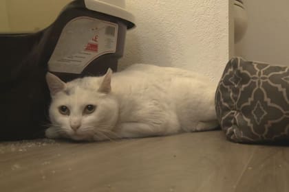 Jackson se mudó a Nevada y creyó que Luna no iba a poder sobrevivir sola en Alaska (Georgina Fernández)