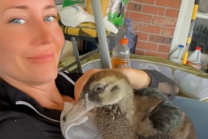 Jaime cuidó de Monty minuciosamente (Foto: @monty_the_muscovy)