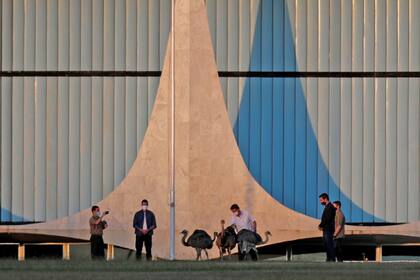 Jair Bolsonaro alimenta emúes en la puerta del Palacio de la Alvorada en Brasilia