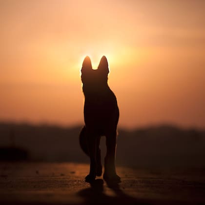 Jamás se debe subestimar ni comparar la m,uerte de una mascota con la de un ser humano debido a que el dolor es intransferible