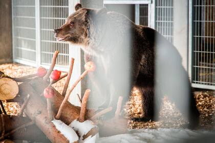 Su vida de encierro tuvo impactos negativos en su salud, por lo que ahora es asistida por un equipo veterinario