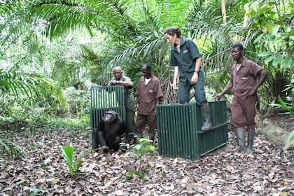 Jane Goodall creó en 1977 el santuario de reintroducción y protección de chimpancés, ahora a cargo de Rebeca Atencia
Foto: Fernando Turmo, JGI Congo