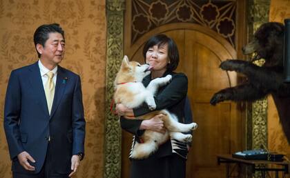 Durante su paso por Rusia, Akie, mujer del primer ministro japonés Shinzo Abe, recibió como regalo un perro de raza Akita Inu.