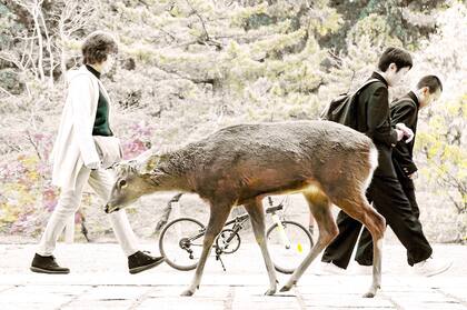 Los ciervos sika son considerados mensajeros de los dioses en Japón 