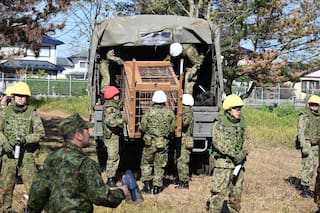 Japón envía soldados para contener ataques de osos en el norte del país