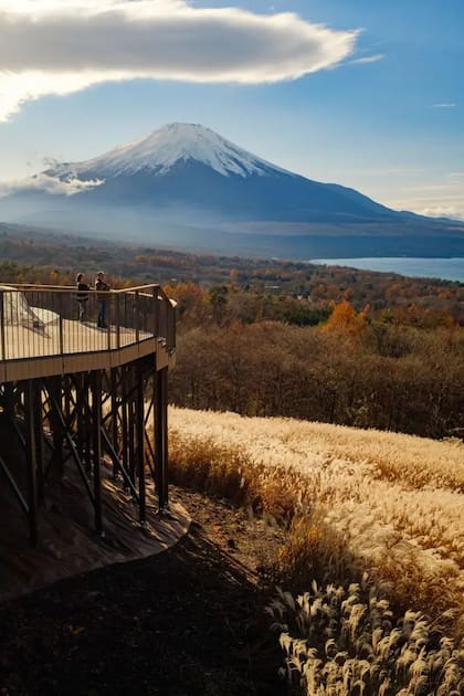 Japón es uno de los países con mayor superficie forestal del planeta, lo que hace muy compleja la tarea de reemplazar parte de sus bosques