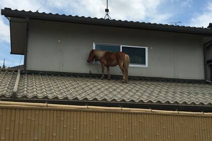 Un caballo quedó varado en el techo de una casa luego de ser arrastrado por el agua