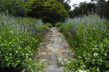 Jardín de flores: sector de colores fríos, como salvias y verbenas.
