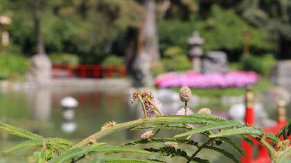Jardín Japonés de la Ciudad de Buenos Aires 2025