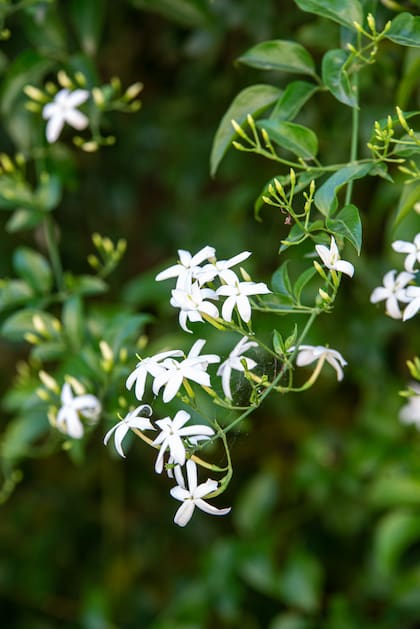 Jasminum azoricum florece desde la primavera hasta otoño y requiere riegos frecuentes durante los meses de calor más intenso