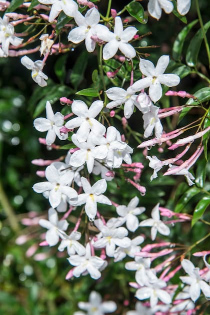 Jasminum polyanthum es ideal para quienes disfrutan de resultados inmediatos
