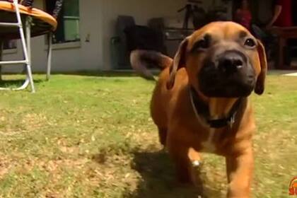 Jasper, de nueve semanas de vida, sobrevivió al ataque de la pitón gracias a la valentía y la velocidad de su dueña