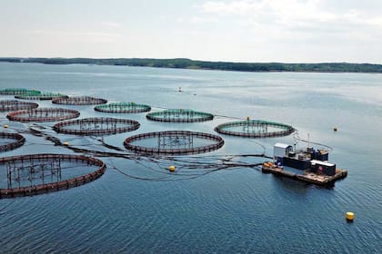 Jaulas flotantes de salmonicultura que afectan el ecosistema marino