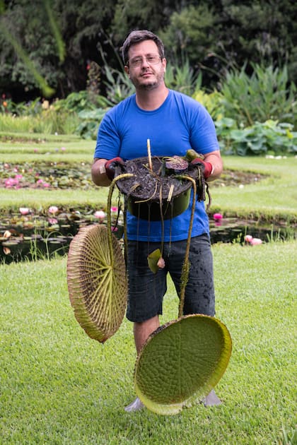 Javier Egner, del Vivero Acuático Naturalia, con una Victoria cruziana en envase de venta de 14 litros, con bordes desarrollados, aunque el follaje aún sea pequeño. Las cavidades inferiores entre las nervaduras retienen aire formando un efecto “colchoneta” que permite tolerar muchísimos kilos de peso.