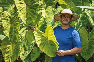 Secretos para cultivar orejas de elefante, las plantas de hojas gigantes