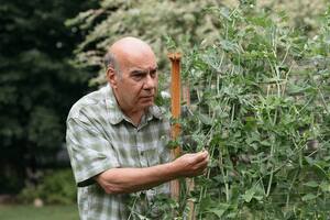 Jay Parini autor de Borges and me