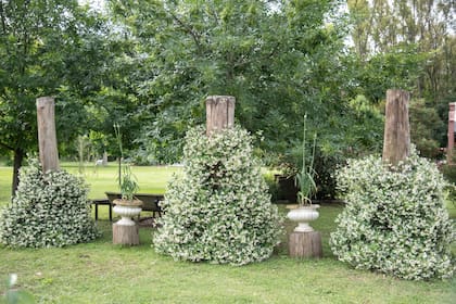 Jazmín de leche (Trachelospermum jasminoides) es una enredadera de flores, pequeñas y muy perfumadas que aparecen en primavera y verano