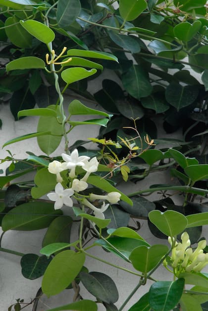 Jazmín de Madagascar, ideal para espacios reducidos