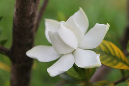 Además de sus cualidades para la jardinería, la planta tiene otras propiedades de índole medicinal, por lo que se preparan y comercializan extractos con diversos efectos farmacológicos